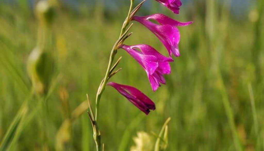 Palustris