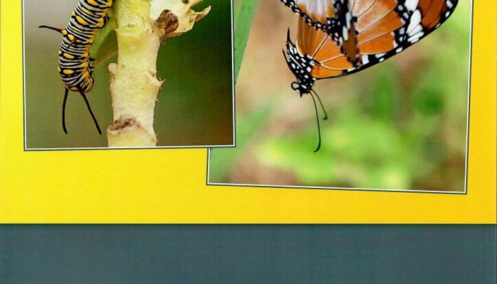 Kalender