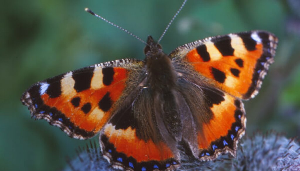 schmetterling001