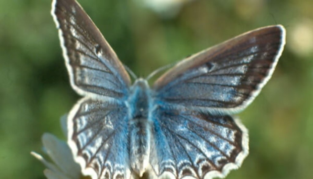 schmetterling002
