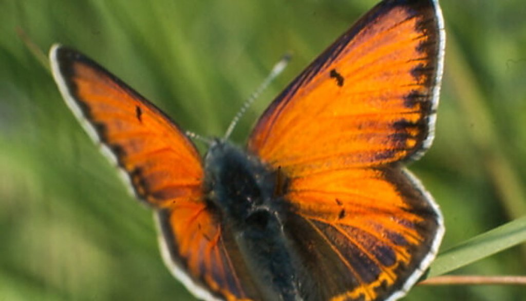 schmetterling005