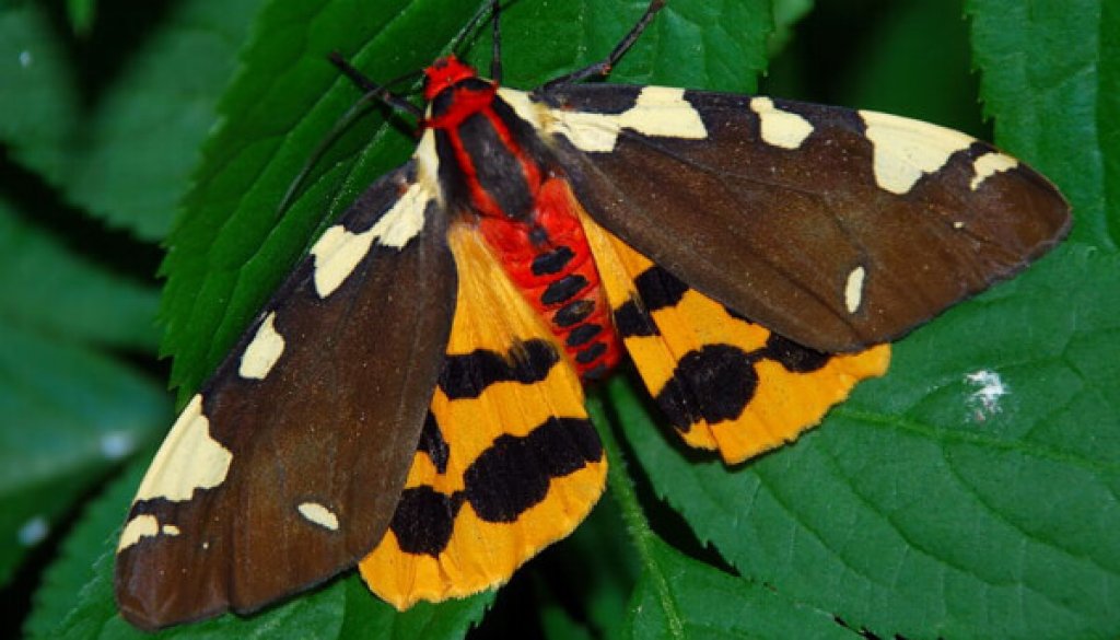 schmetterling006