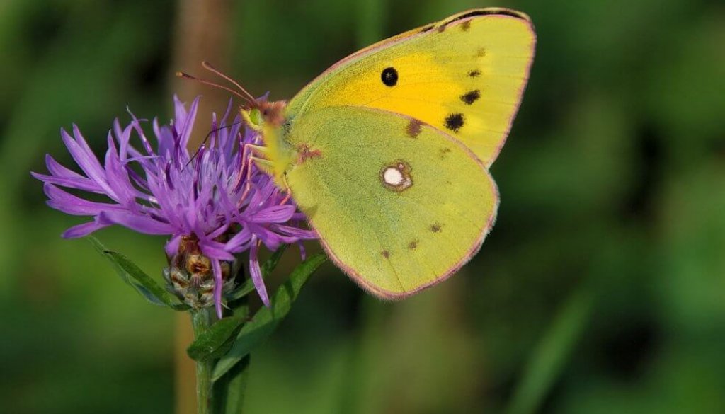 c.crocea0001